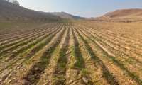 پایش مزرعه (سایت) الگویی کلزا در شهرستان مانه 